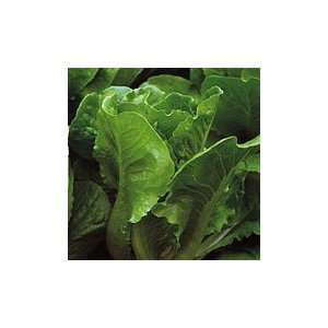  Little Caesar Lettuce   5 lb.: Patio, Lawn & Garden