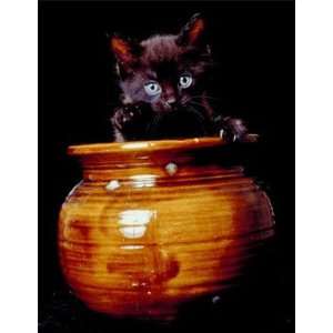 Black Cat Honey 60Lbs Spring/Summer WildFlower Honey:  