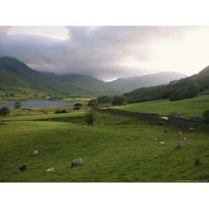 Scenic View of Englands Lake District with a Field of Grazing Sheep 