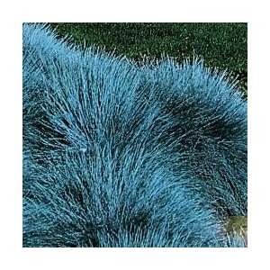  Powder Blue Festuca Grass: Home & Kitchen