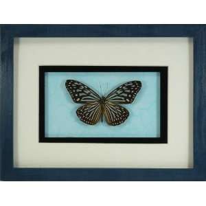  Real Mounted Butterfly   Blue Glassy Tiger in a 6x8 inch 