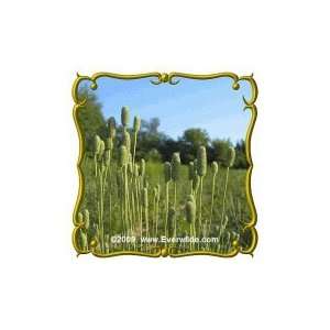  Thimbleweed (Anemone cylindrica) Jumbo Wildflower Seed 