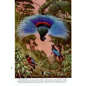 1950 New Guinea Blue Bird of Paradise   Walter A. Weber Vintage Bird 