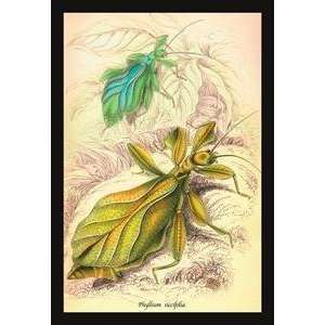  Paper poster printed on 12 x 18 stock. Insects: Phyllium 