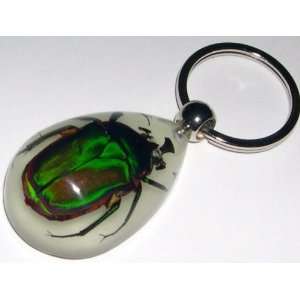  Glow in the dark Real Insect Keychain   Green Rose Chafer 