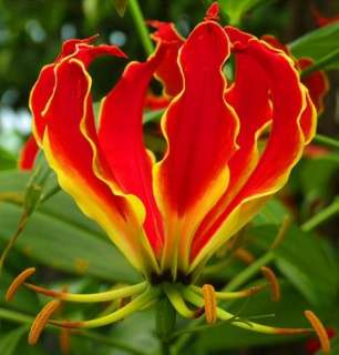 Gloriosa Superba  Flame Lily   10 Seeds   South African  