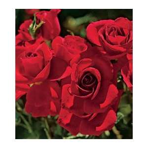 Frankly Scarlet Floribunda Rose Patio, Lawn & Garden