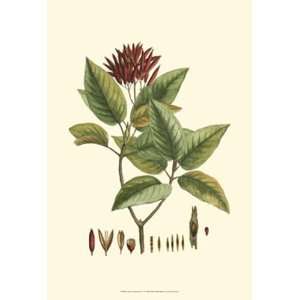  Crimson Botanical IV   Poster by Hiersman (13x19)