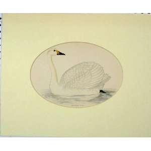  Hand Coloured Old Print BewickS Swan White Bird 1870 