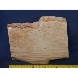   Very Rare Louisiana Petrified Palm Wood Slab, 7.24.21: Everything Else