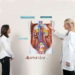  Abdomen with Internal Organs and Kidneys Sticky Anatomy 