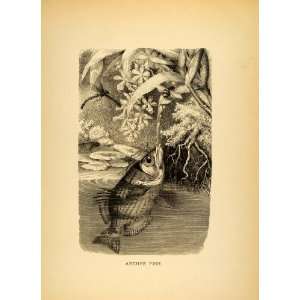  1885 Lithograph Acher Fish Bee Prey Archerfish Spinner 