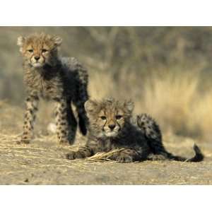  Cubs, Acinonyx Jubatus, Duesternbrook Private Game Reserve, Windhoek 