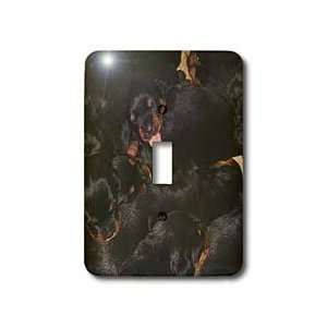  Taiche Photography   Dog Rottweiler Puppy   Light Switch 