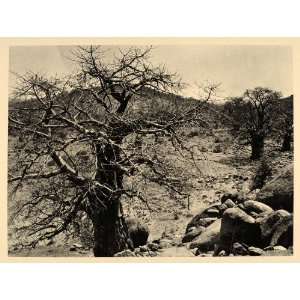  1930 Baobab Tree Sudan Africa Landscape Hugo Bernatzik 