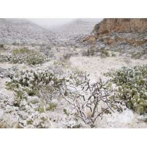 Snow in Walnut Canyon, Guadalupe Mountains, Carlsbad Caverns National 