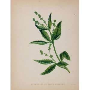  1902 Botanical Print Dogs Mercury Mercurialis Perennis 