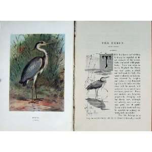  1901 Swaysland Wild Birds Heron Wading Thorburn: Home 