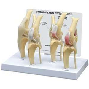  Canine/Dog 4 Stage Knee Arthritis Anatomy Model #9051 
