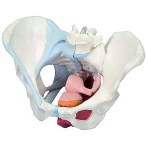 A3BS Four Part Female Pelvis With Ligaments And Muscle Organs Model, 7 