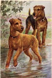 Irish and Welsh Terrier   MATTED Dog Print   German  