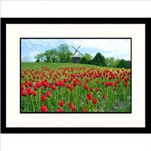  Holland Tulip Festival Framed Photograph Size 23 x 30 