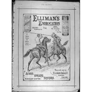  1896 EllimanS Embrocation Advert Veterinary Horse