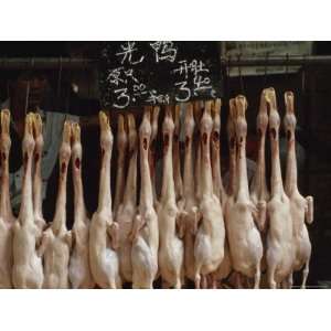  Duck Carcasses Hang in a Chinese Food Market, Guangzhou 