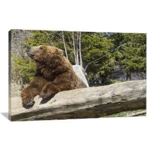 Grizzly Bear   Gallery Wrapped Canvas   Museum Quality  Size 48 x 32 