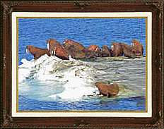 FRAMED Walrus Bering Sea Ice Art Repro PHOTO CANVAS  