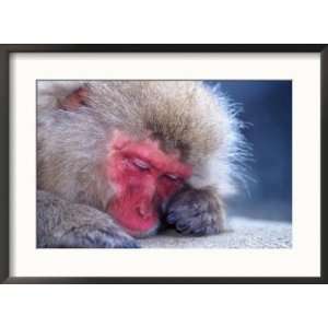  Japanese Macaque, Hell Valley, Nagano, Japan Framed 
