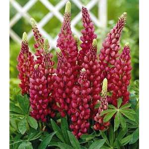  Gallery Red Lupine Perennial   Lupinus   Rich Red Color 