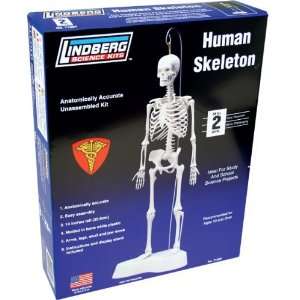  Lindberg Human Skeleton Toys & Games