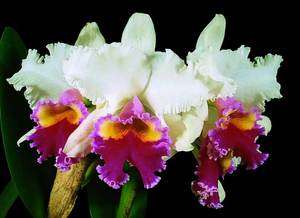 AHMAD SHEIKHI MENDENHALL SEMIALBA CATTLEYA Orchid Plant BIN  