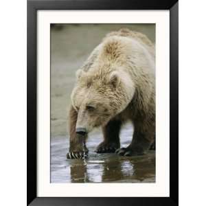 An Alaskan Brown Bear Walks Through Shallow Water Framed Photographic 
