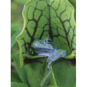 Gray Treefrog, Hyla Versicolor, Sitting in a Pitcher Plant, Sarracenia 