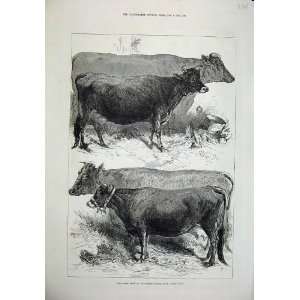    1876 Dairy Show Agricultural Show Prize Cows Cattle