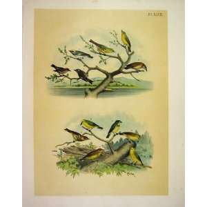    12 Warblers Studer Jasper Birds Of America 1878