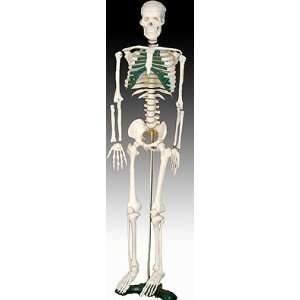  Model Anatomy Professional Medical Skeleton Spinal Nerves 