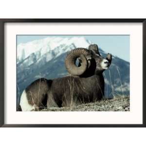 Rocky Mountain Bighorn Sheep, Jasper National Park Framed Photographic 