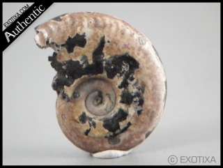 3g. Natural Ammonite Pyrite Fossil Russia#oa35  
