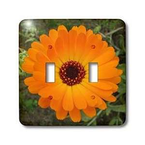 Bride   flower, asteraceae, birth flower, calendula, flowers, marigold 