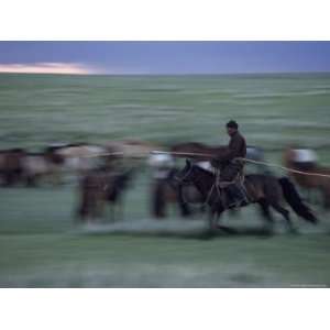  Mongolian Horseback Herder in Action, Mongolian Peoples 