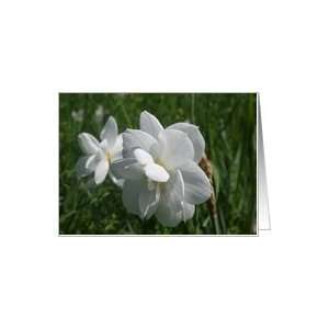 White Daffodils Blank Card
