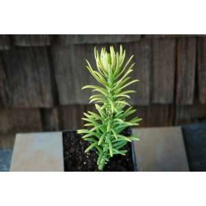   Harringtonia Korean Gold   Plum Yew Tree / Bush Patio, Lawn & Garden