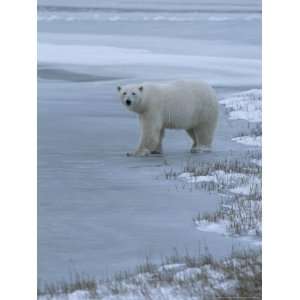  A Polar Bear Stepping onto Ice from Land National 