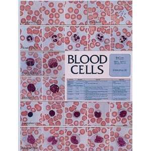 SciEd Blood Cells Wall Chart  Industrial & Scientific