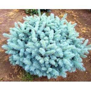  Globosa Colorado Blue Spruce 3   Year Graft: Patio, Lawn 