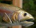   Brook Trout Wall Mount items in ARIS TREASURES store on 