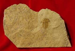 Fossil Trilobite Esmeraldina Roweii Lower Cambrian ER1  
